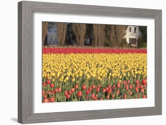 Red and Orange Tulips-Dana Styber-Framed Photographic Print