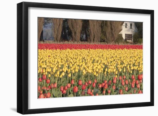 Red and Orange Tulips-Dana Styber-Framed Photographic Print
