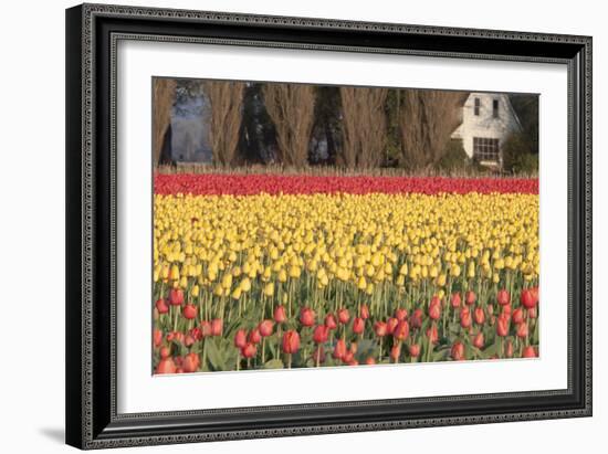 Red and Orange Tulips-Dana Styber-Framed Photographic Print