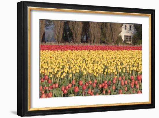 Red and Orange Tulips-Dana Styber-Framed Photographic Print