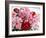 Red and Pink Roses, 2008-Christopher Ryland-Framed Giclee Print