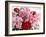 Red and Pink Roses, 2008-Christopher Ryland-Framed Giclee Print