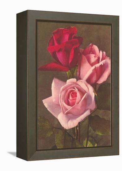 Red and Pink Roses-null-Framed Stretched Canvas