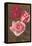 Red and Pink Roses-null-Framed Stretched Canvas