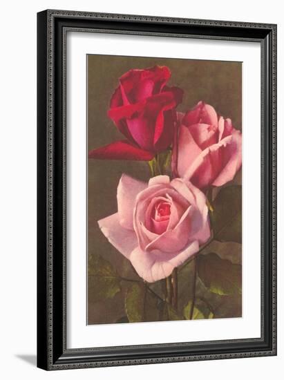 Red and Pink Roses--Framed Art Print