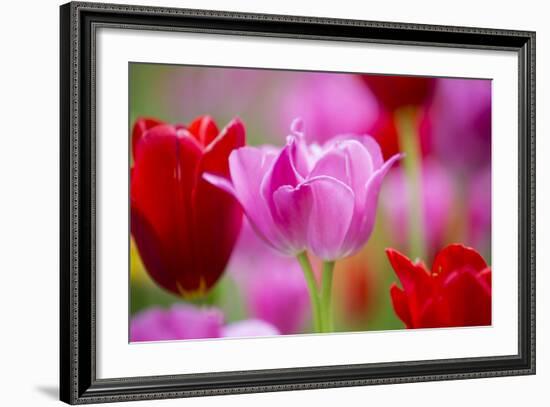 Red and Pink Tulips, Cantigny Park, Wheaton, Illinois-Richard and Susan Day-Framed Photographic Print