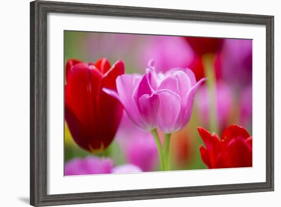 Red and Pink Tulips, Cantigny Park, Wheaton, Illinois-Richard and Susan Day-Framed Photographic Print