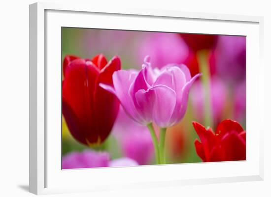 Red and Pink Tulips, Cantigny Park, Wheaton, Illinois-Richard and Susan Day-Framed Photographic Print