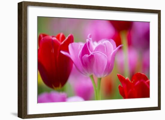 Red and Pink Tulips, Cantigny Park, Wheaton, Illinois-Richard and Susan Day-Framed Photographic Print