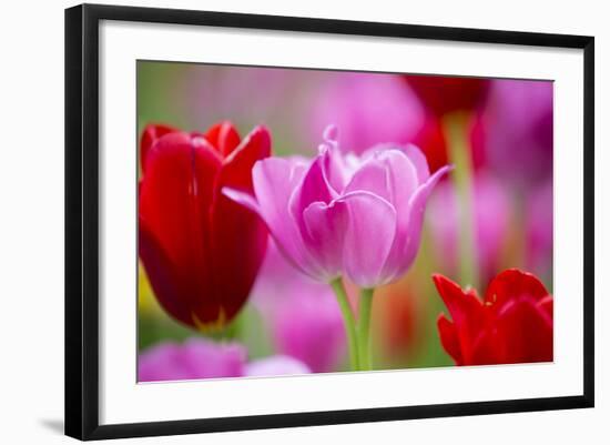 Red and Pink Tulips, Cantigny Park, Wheaton, Illinois-Richard and Susan Day-Framed Photographic Print