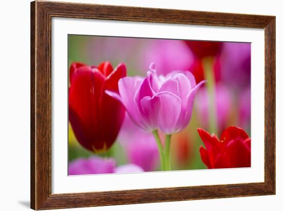 Red and Pink Tulips, Cantigny Park, Wheaton, Illinois-Richard and Susan Day-Framed Photographic Print