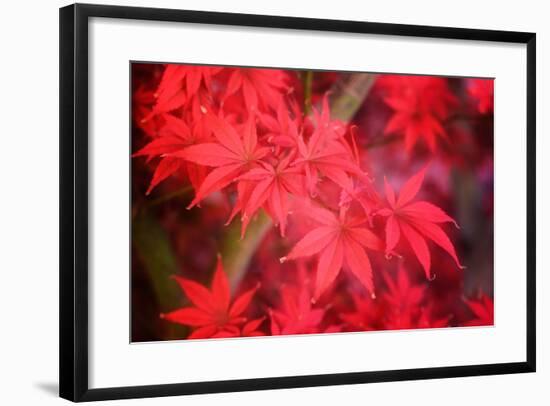 Red and Red-Philippe Sainte-Laudy-Framed Photographic Print