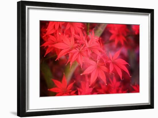 Red and Red-Philippe Sainte-Laudy-Framed Photographic Print