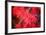 Red and Red-Philippe Sainte-Laudy-Framed Photographic Print