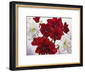 Red and White Amaryllis, 2008-Christopher Ryland-Framed Giclee Print