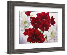 Red and White Amaryllis, 2008-Christopher Ryland-Framed Giclee Print