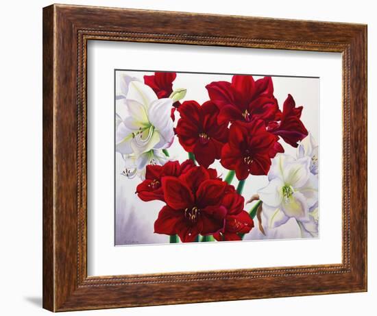 Red and White Amaryllis, 2008-Christopher Ryland-Framed Giclee Print