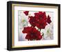 Red and White Amaryllis, 2008-Christopher Ryland-Framed Giclee Print