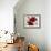 Red and White Amaryllis, 2008-Christopher Ryland-Framed Premium Giclee Print displayed on a wall