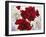 Red and White Amaryllis, 2008-Christopher Ryland-Framed Premium Giclee Print