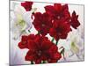 Red and White Amaryllis, 2008-Christopher Ryland-Mounted Premium Giclee Print