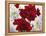 Red and White Amaryllis, 2008-Christopher Ryland-Framed Premier Image Canvas