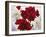 Red and White Amaryllis, 2008-Christopher Ryland-Framed Giclee Print