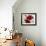 Red and White Amaryllis, 2008-Christopher Ryland-Framed Giclee Print displayed on a wall