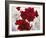 Red and White Amaryllis, 2008-Christopher Ryland-Framed Giclee Print