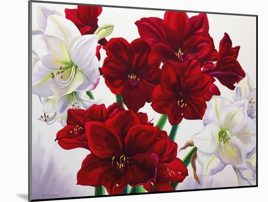 Red and White Amaryllis, 2008-Christopher Ryland-Mounted Giclee Print