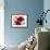Red and White Amaryllis, 2008-Christopher Ryland-Framed Giclee Print displayed on a wall