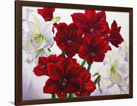 Red and White Amaryllis, 2008-Christopher Ryland-Framed Giclee Print