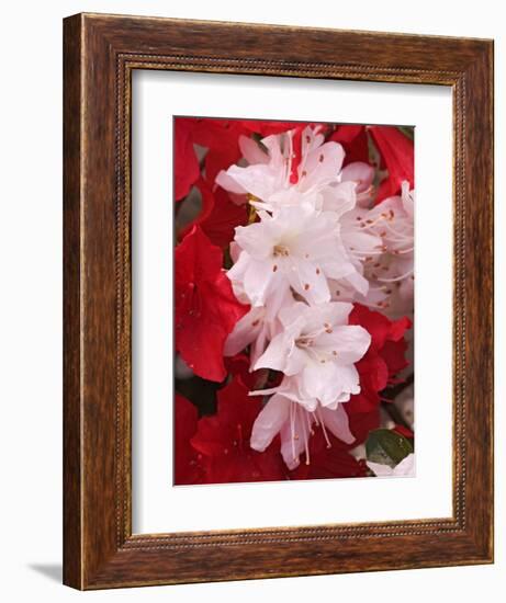 Red and White Azaleas, Townsend, Tennessee, USA-Adam Jones-Framed Photographic Print