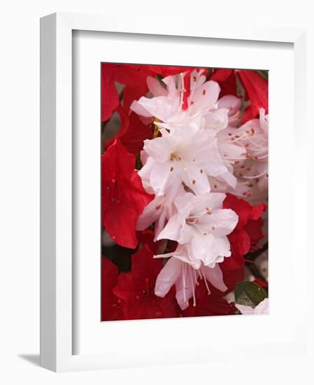 Red and White Azaleas, Townsend, Tennessee, USA-Adam Jones-Framed Photographic Print