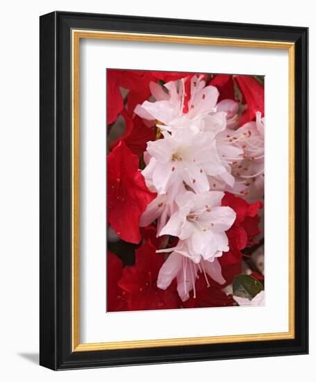 Red and White Azaleas, Townsend, Tennessee, USA-Adam Jones-Framed Photographic Print