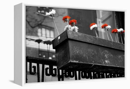 Red and White Flowers in Planter-null-Framed Stretched Canvas