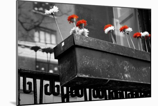 Red and White Flowers in Planter-null-Mounted Photo