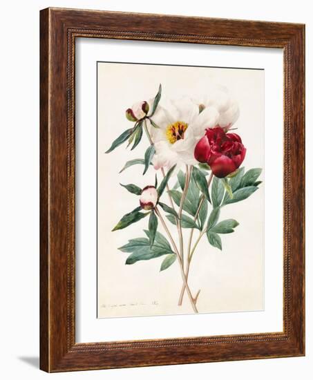 Red and White Herbaceous Paeonies, 1829 (W/C with Some Bodycolour on Vellum)-Louise D'Orleans-Framed Giclee Print