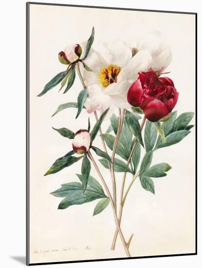 Red and White Herbaceous Paeonies, 1829 (W/C with Some Bodycolour on Vellum)-Louise D'Orleans-Mounted Giclee Print