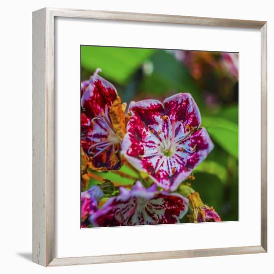 Red and white mountain laurel (Kalmia Latifolia) close-up.-William Perry-Framed Photographic Print