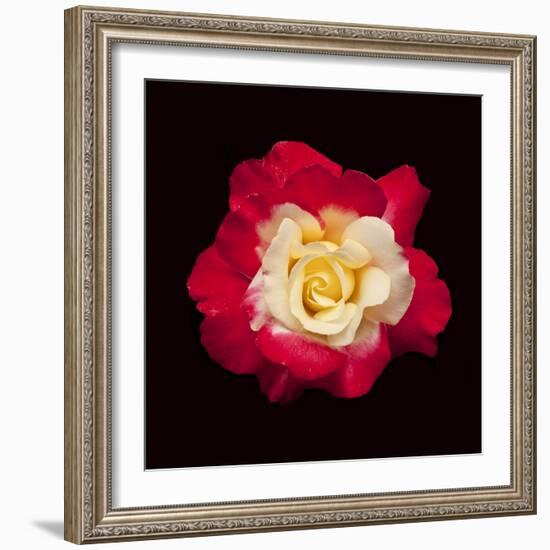 Red and White Rose-Lee Peterson-Framed Photographic Print