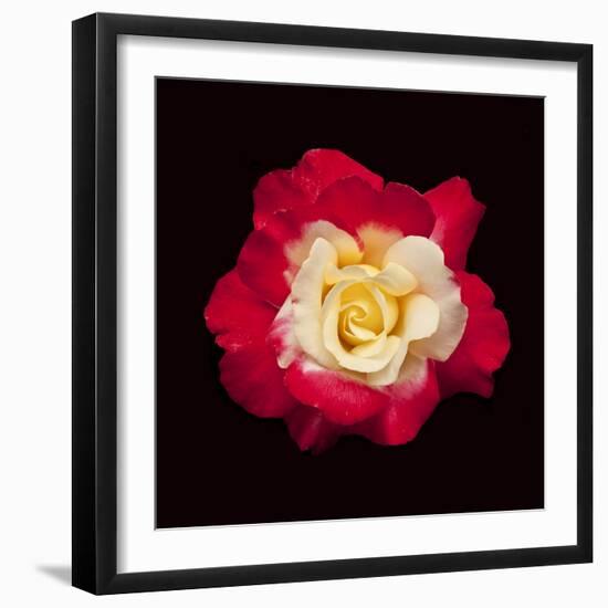 Red and White Rose-Lee Peterson-Framed Photographic Print