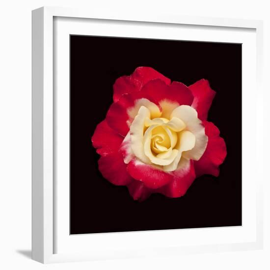 Red and White Rose-Lee Peterson-Framed Photographic Print