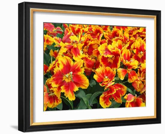 Red and Yelllow Parrot Tulips-Anna Miller-Framed Photographic Print