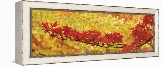 Red and Yellow Autumnal Leaves-null-Framed Premier Image Canvas