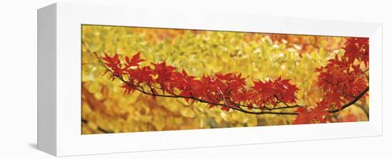 Red and Yellow Autumnal Leaves-null-Framed Premier Image Canvas