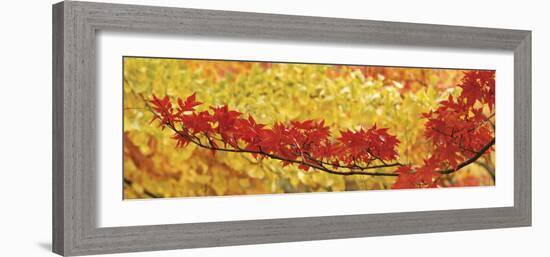 Red and Yellow Autumnal Leaves-null-Framed Photographic Print