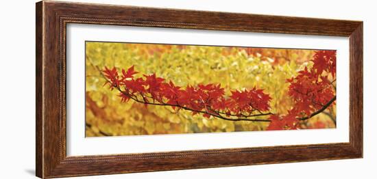 Red and Yellow Autumnal Leaves-null-Framed Photographic Print