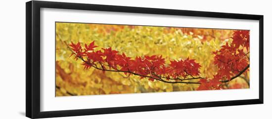 Red and Yellow Autumnal Leaves-null-Framed Photographic Print