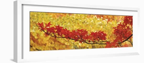 Red and Yellow Autumnal Leaves-null-Framed Photographic Print